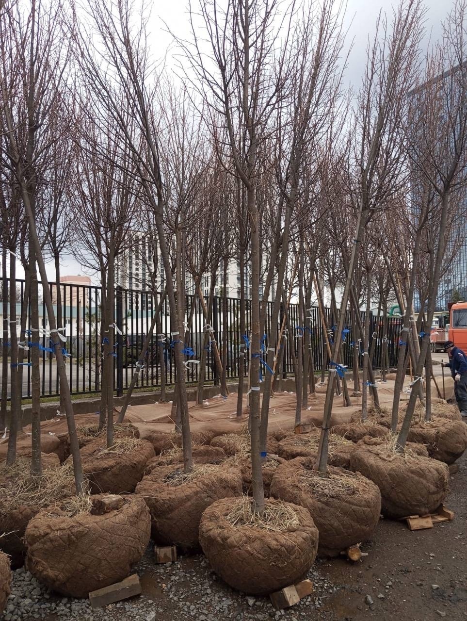 Мэр Уфы показал, какие деревья высадят в центре города